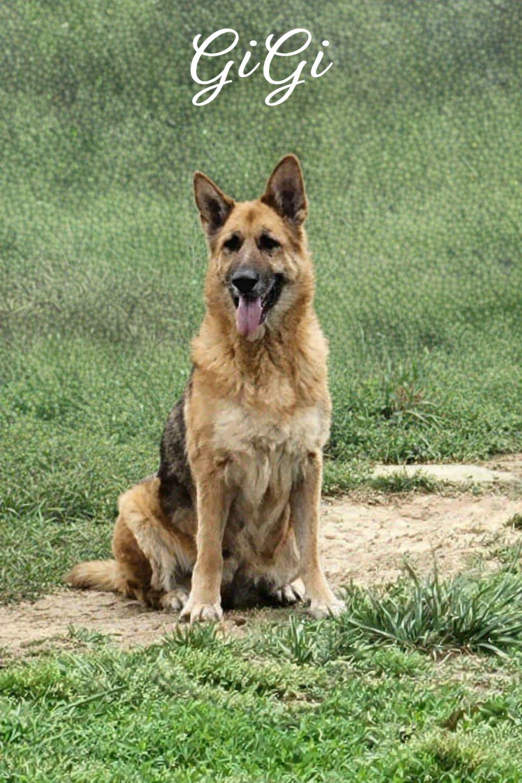 GiGi #22246, ADOPTABLE, Senior Female German Shepherd Dog.