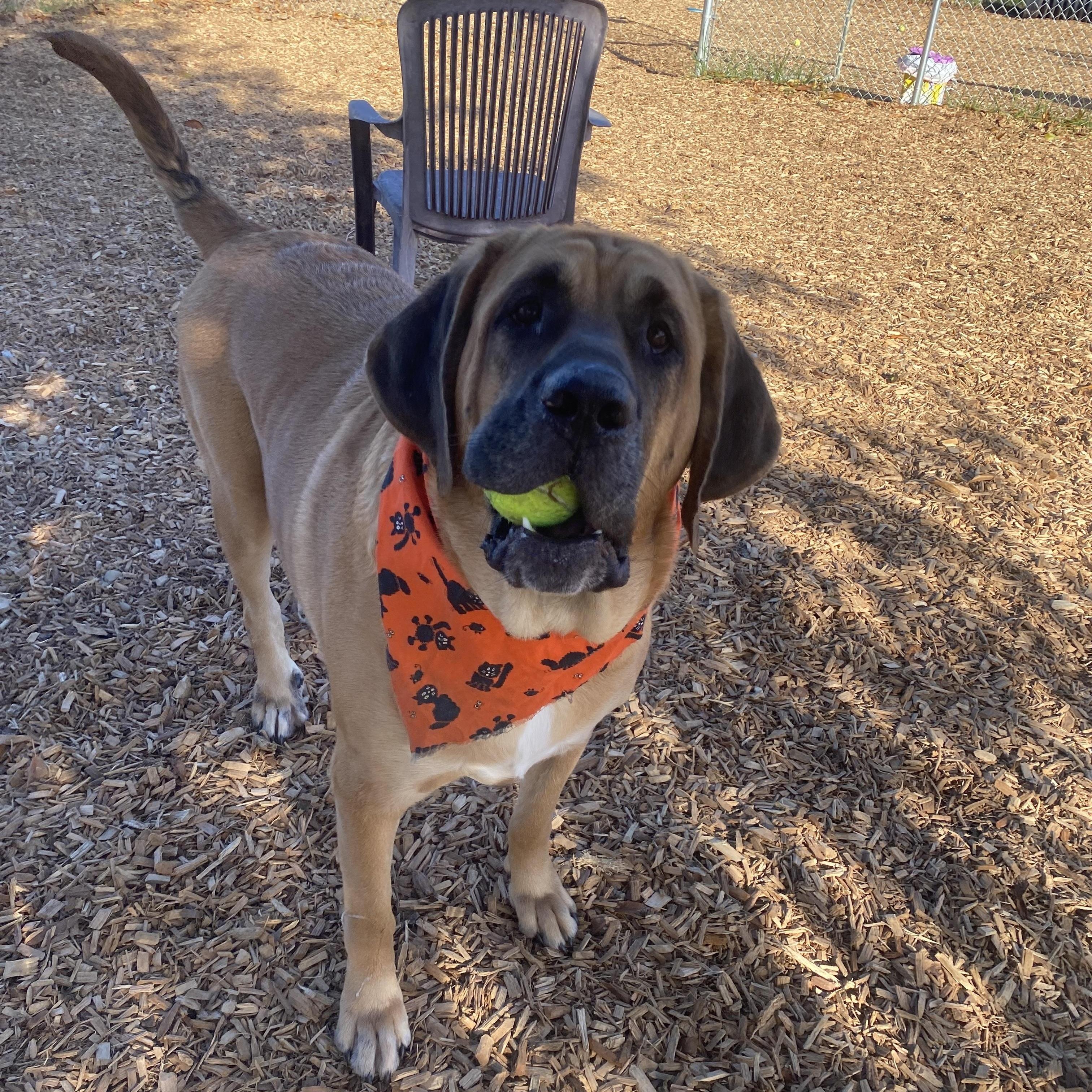 Koda Ask to Meet! In Foster!, a Adoptable mixed breed in Elyria, OH image 4/6
