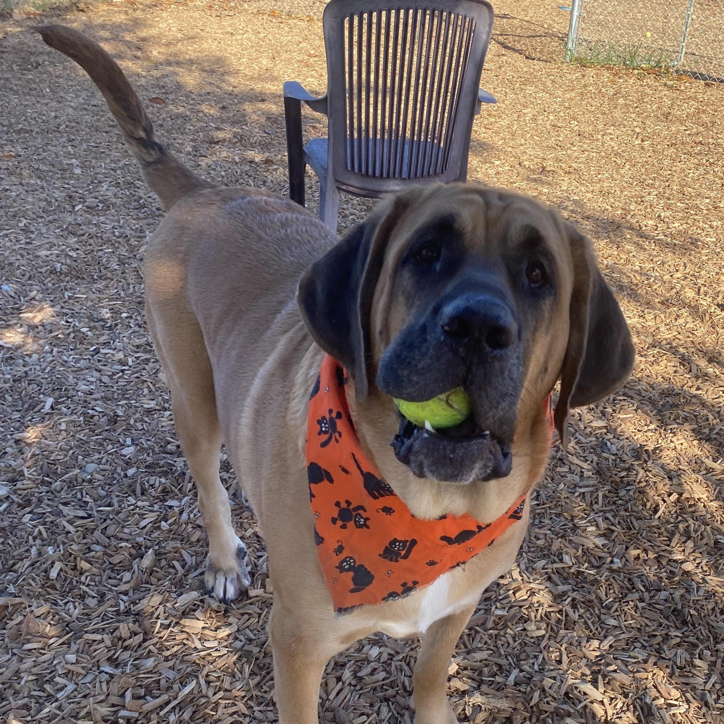 Koda Ask to Meet! In Foster!, a Adoptable mixed breed in Elyria, OH image 3/6