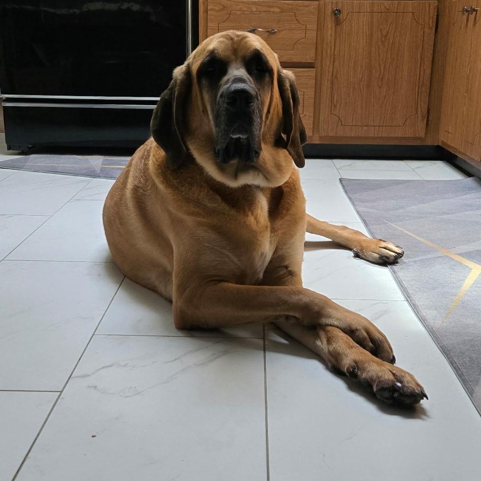 Koda Ask to Meet! In Foster!, a Adoptable mixed breed in Elyria, OH image 1/6