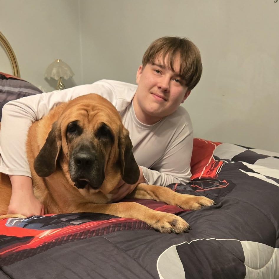 Koda Ask to Meet! In Foster!, Adoptable, Adult Female Mastiff.