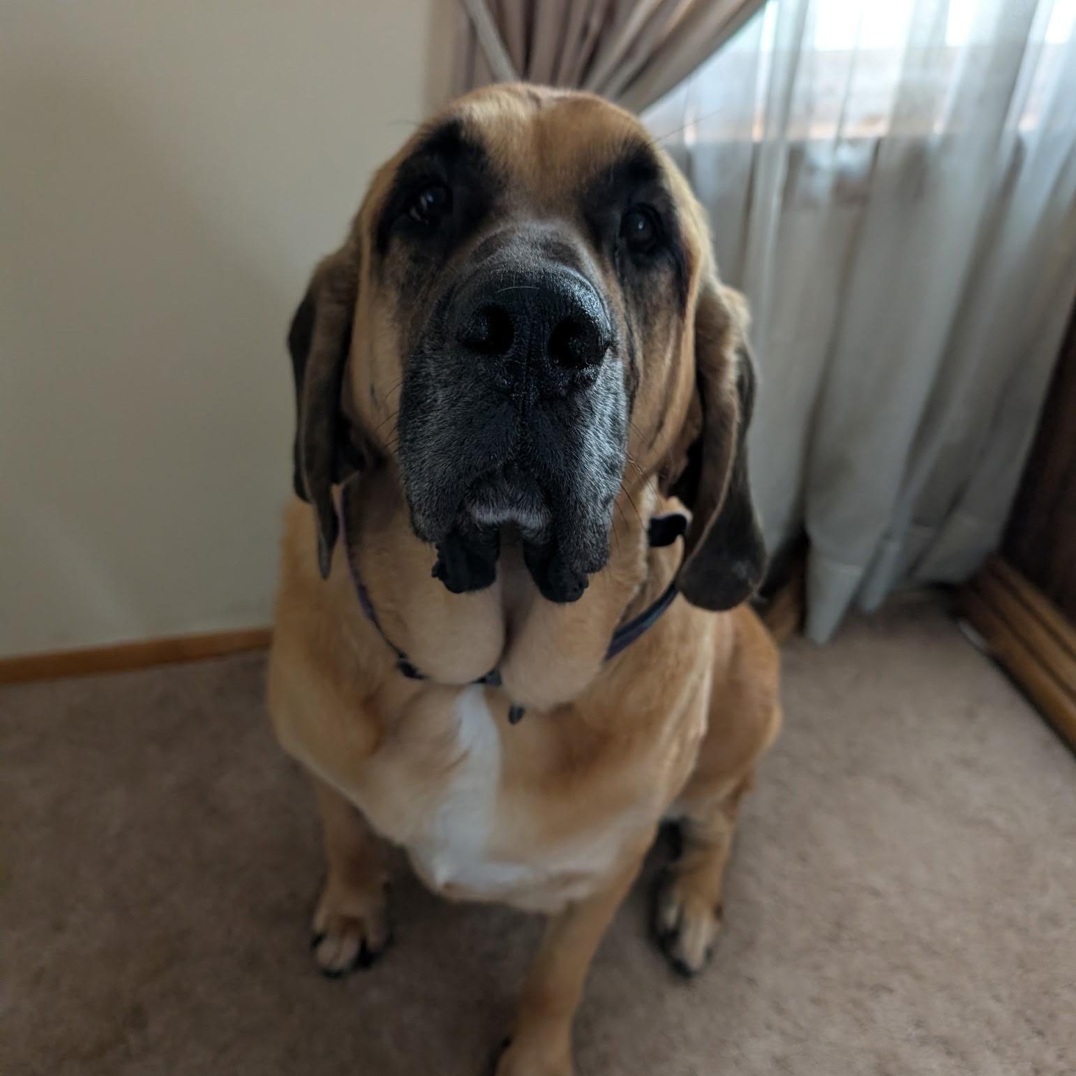 Koda Ask to Meet! In Foster!, a Adoptable mixed breed in Elyria, OH image 2/6