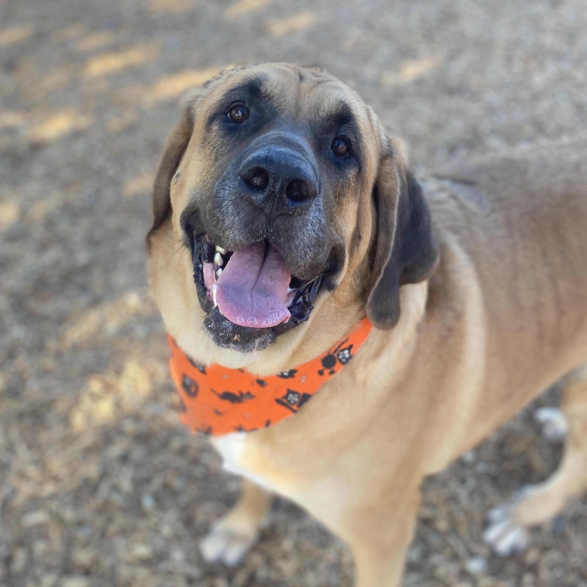 Koda Ask to Meet! In Foster!, a Adoptable mixed breed in Elyria, OH image 3/6