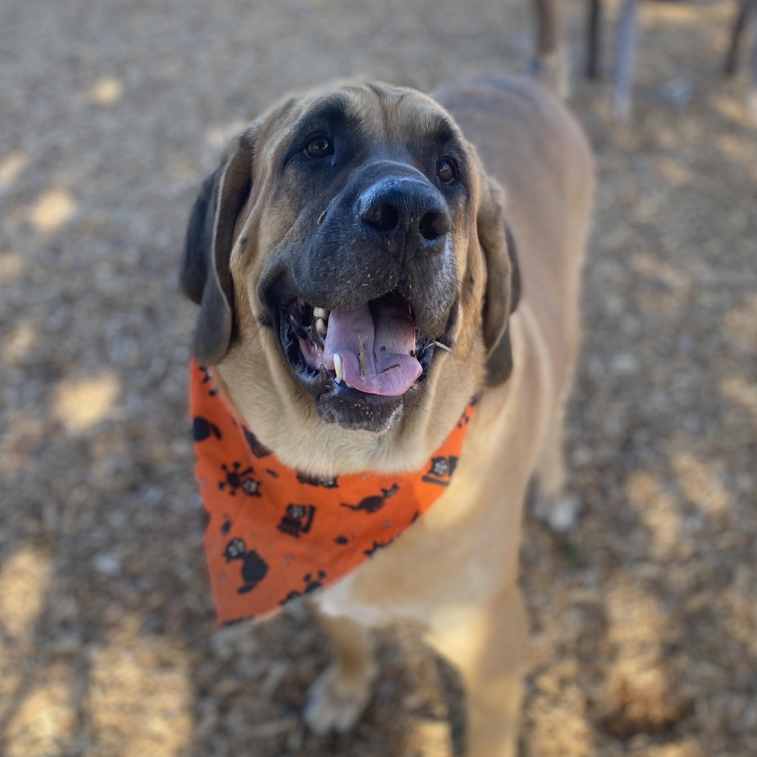 Koda Ask to Meet! In Foster!, a Adoptable mixed breed in Elyria, OH image 2/6