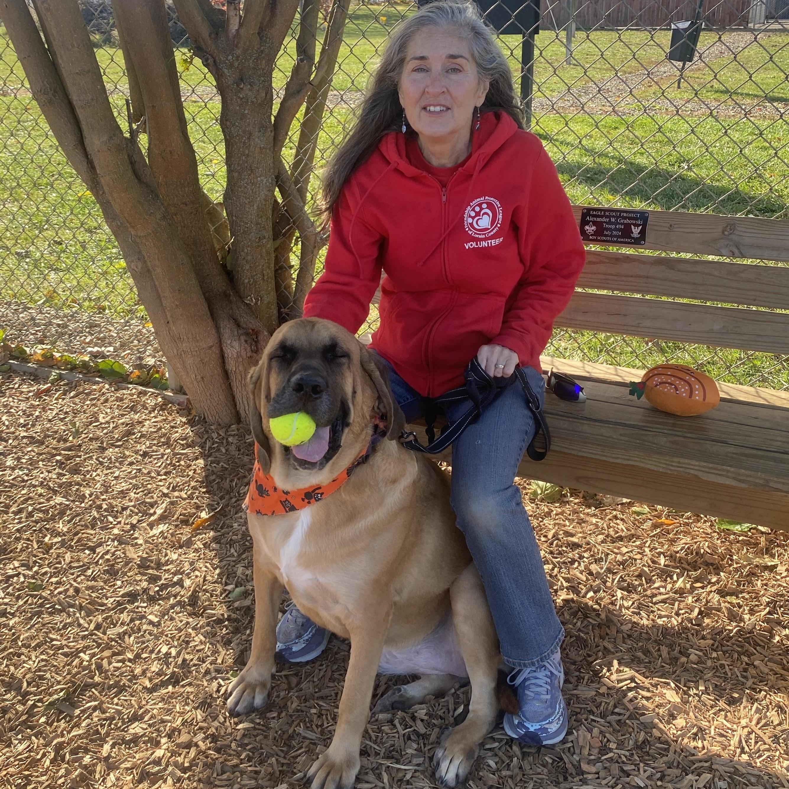 Koda Ask to Meet! In Foster!, a Adoptable mixed breed in Elyria, OH image 5/6