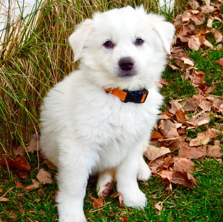 Enlarge Indiana Jones, a ADOPTABLE mixed breed in Mead, CO image 1/1