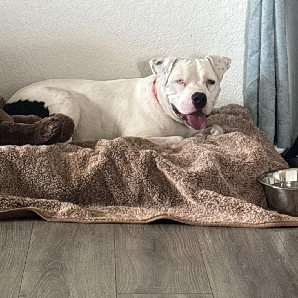 Yuki, a Adoptable mixed breed in Bernalillo, NM image 1/5