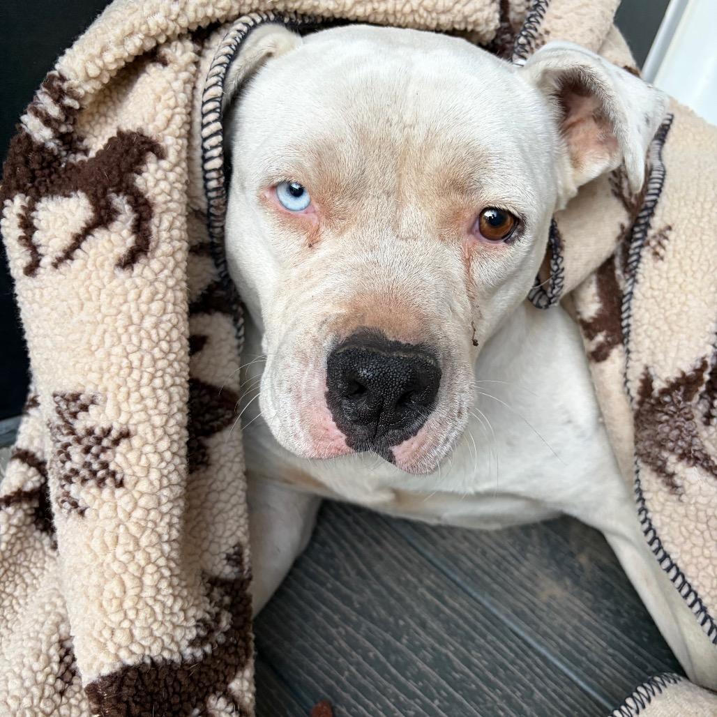 Yuki, Adoptable, Adult Female American Bulldog & Mixed Breed.