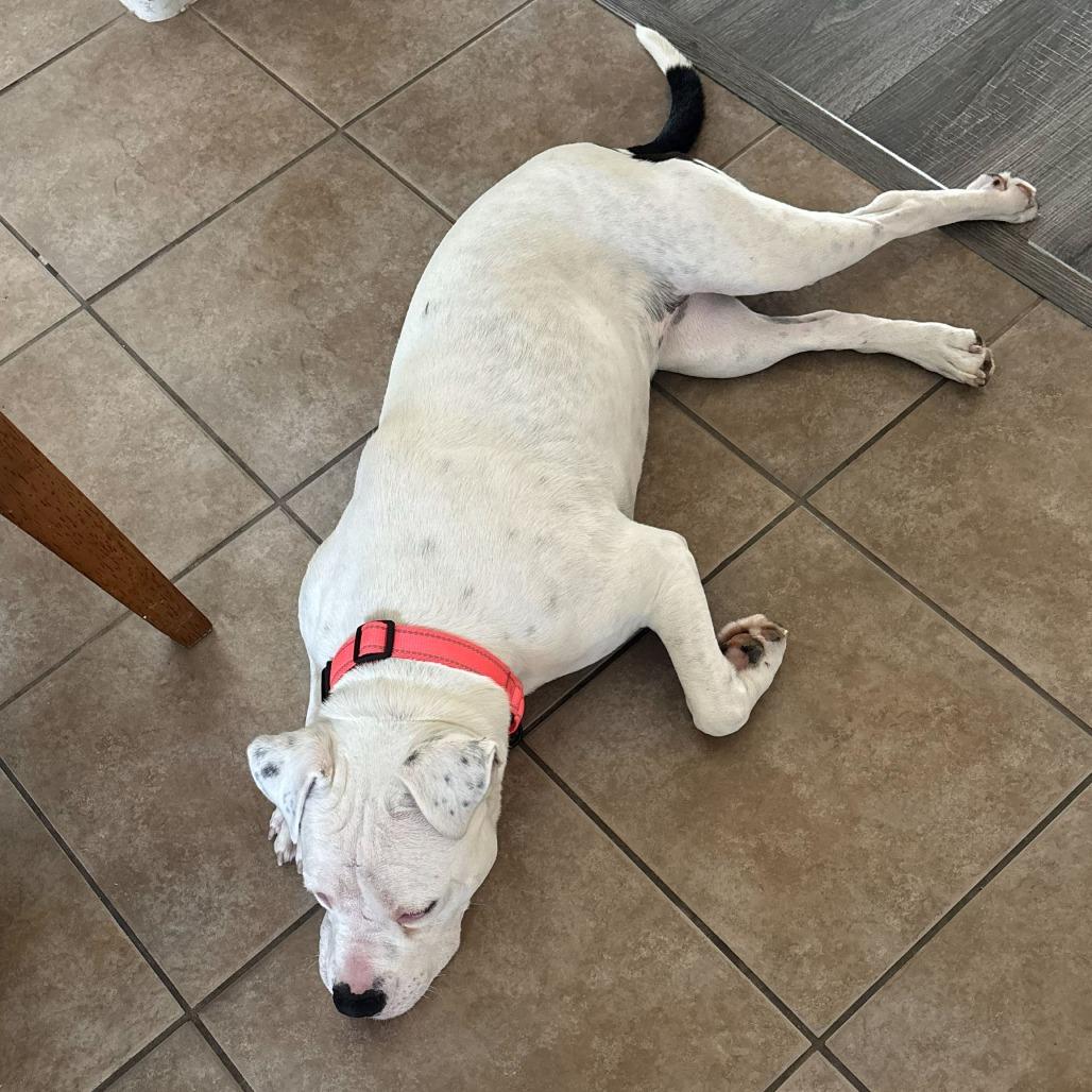 Yuki, a Adoptable mixed breed in Bernalillo, NM image 3/5