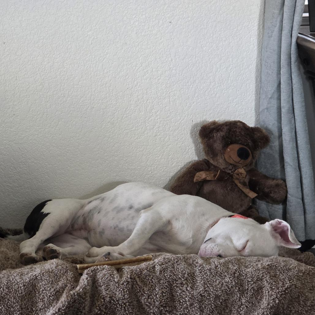 Yuki, a Adoptable mixed breed in Bernalillo, NM image 4/5