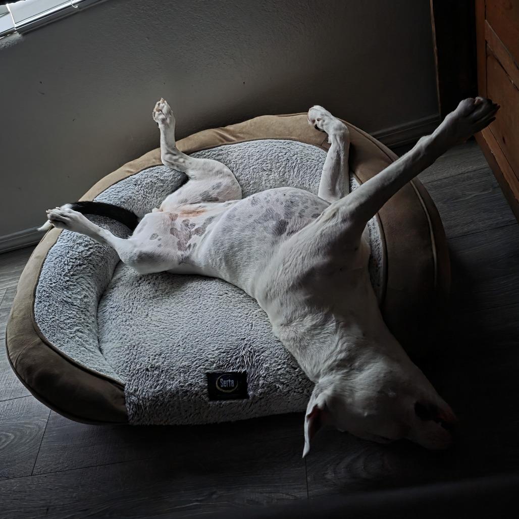 Yuki, a Adoptable mixed breed in Bernalillo, NM image 5/5