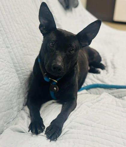 Princess — thumbnail 2