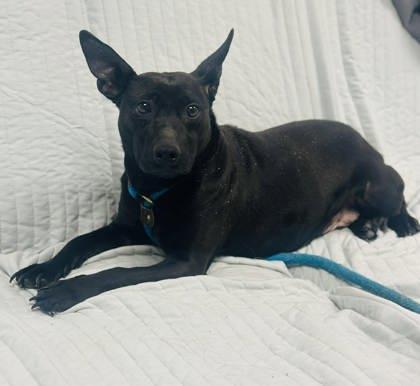 Princess — thumbnail 3