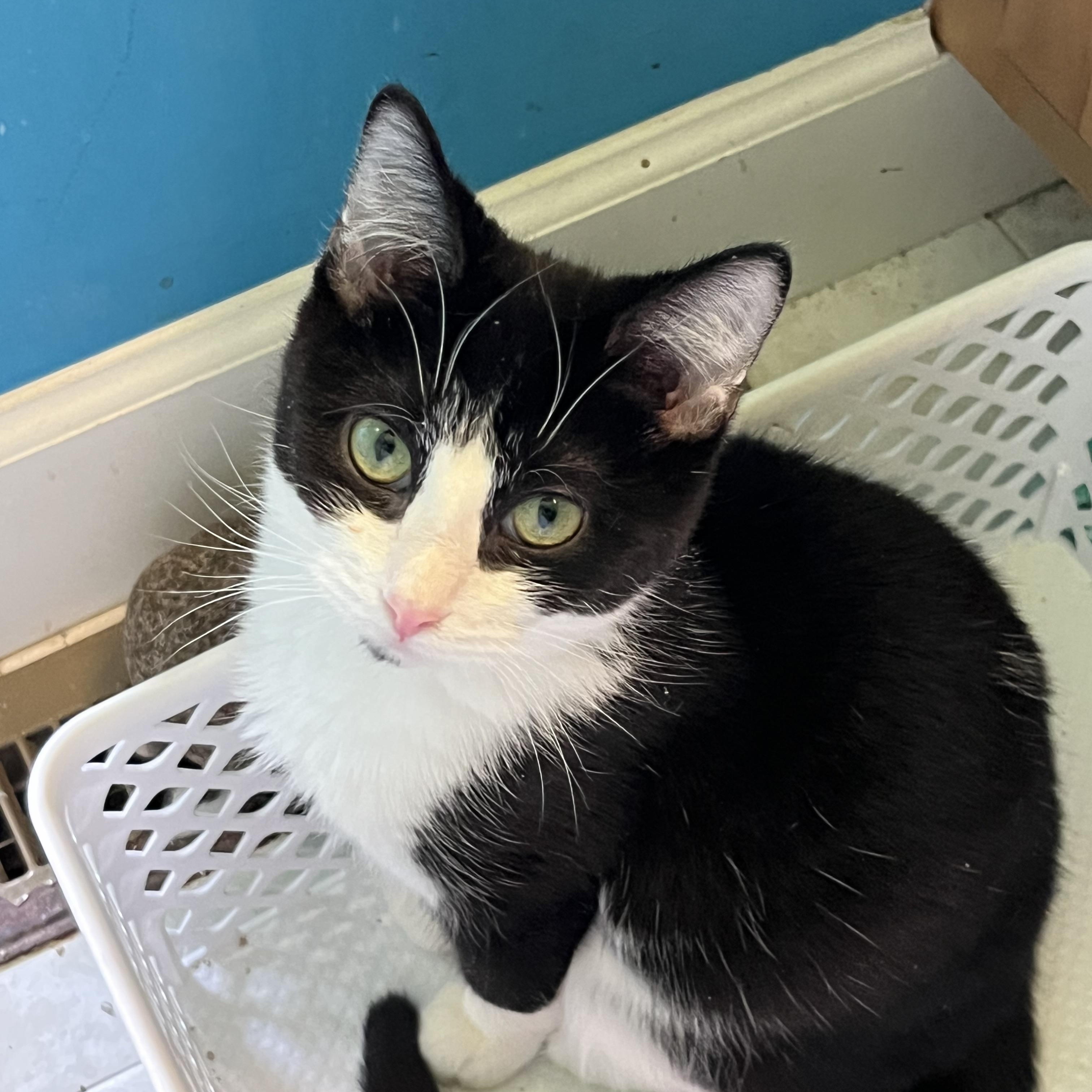 Munchkin — thumbnail 2