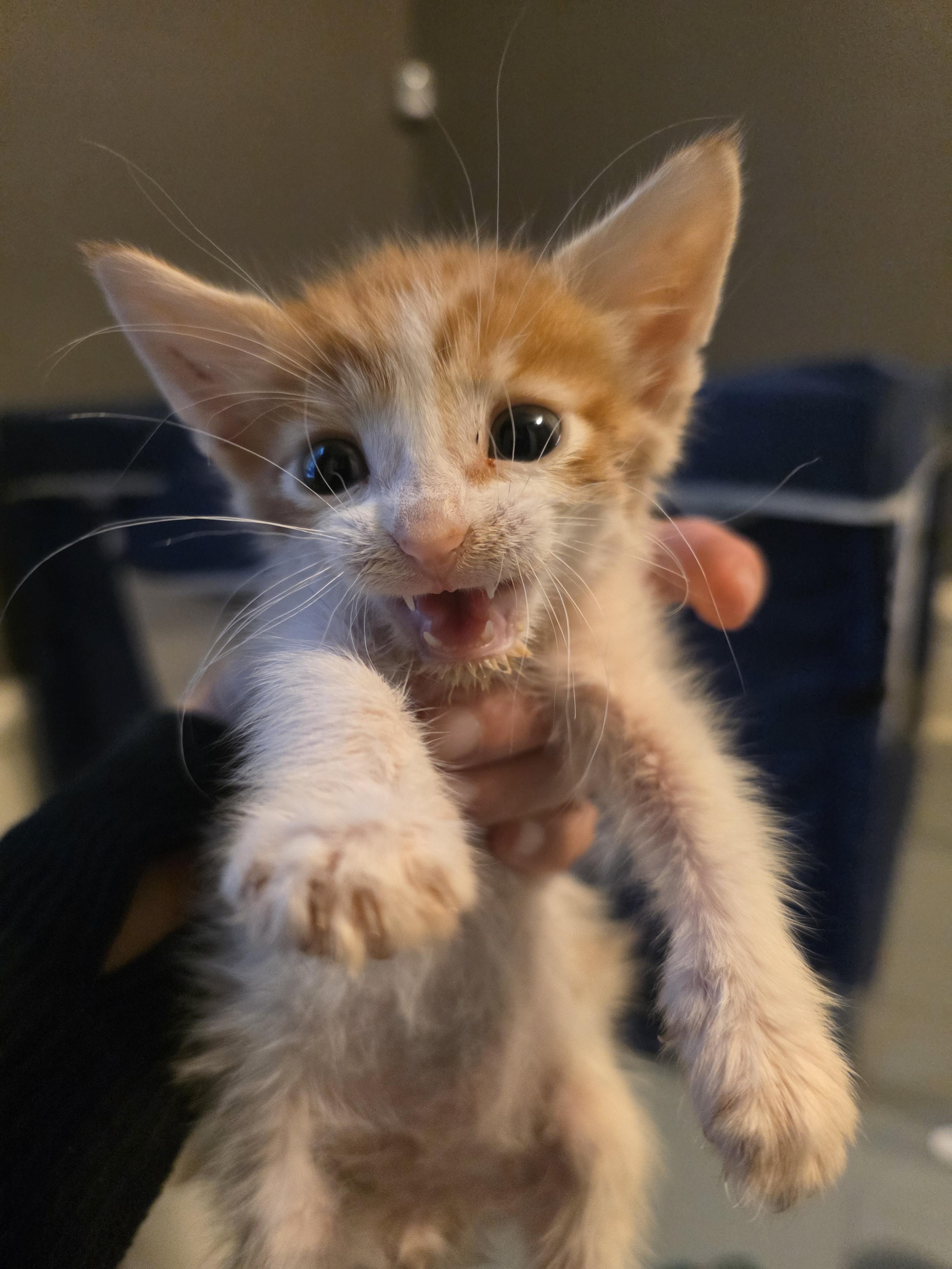 Mac, Adopted, Young Male Domestic Medium Hair.
