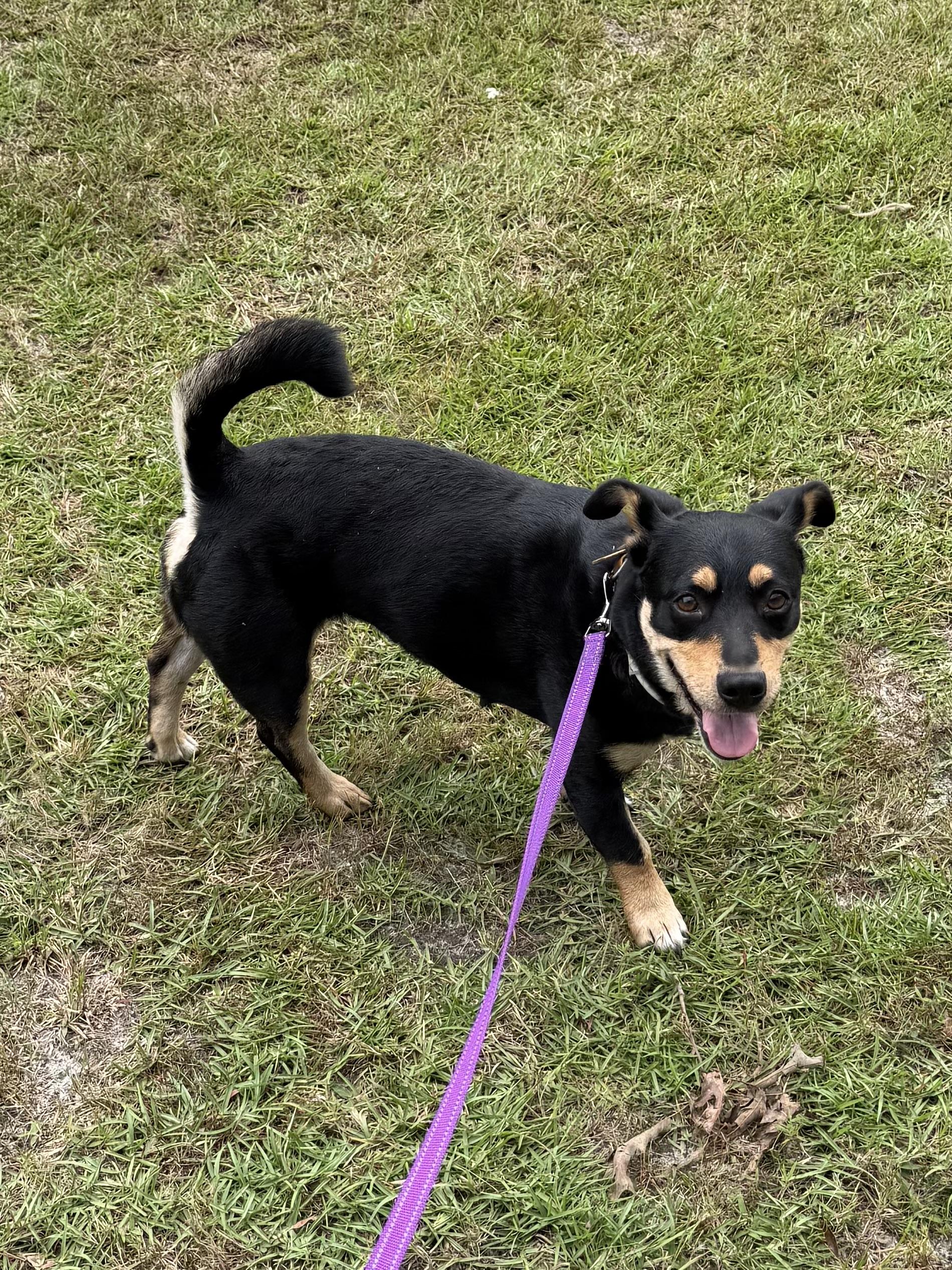 Enlarge Little Momma, a Adoptable mixed breed in Lumberton, NC image 2/5