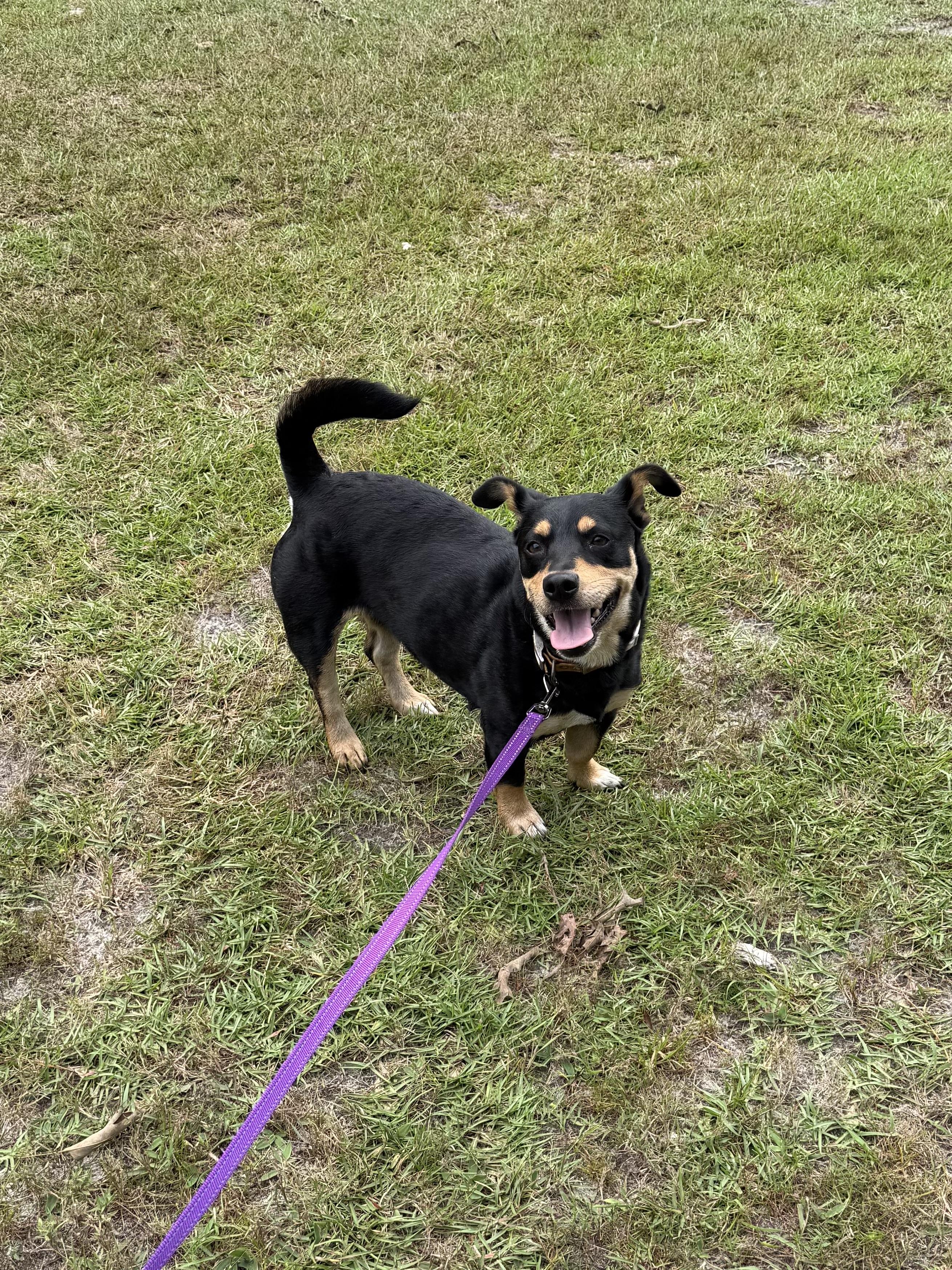 Little Momma, Adoptable, Young Female Mixed Breed.