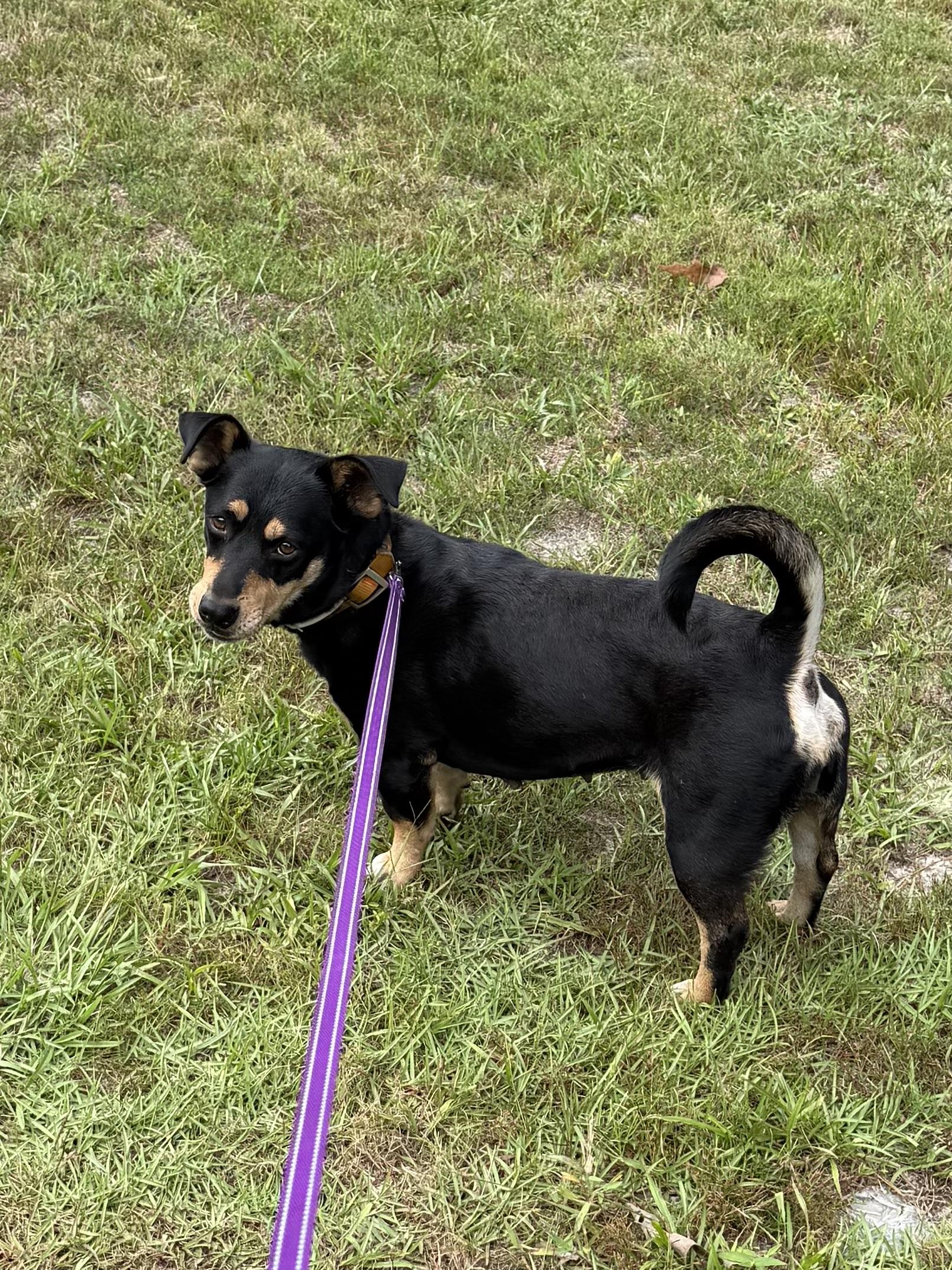 Enlarge Little Momma, a Adoptable mixed breed in Lumberton, NC image 5/5