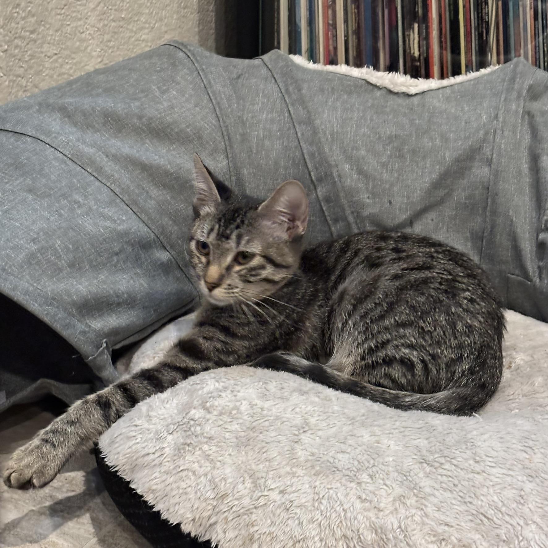 Enlarge Muffin (snuggle bug), a Adoptable Tabby in Allen, TX image 5/6