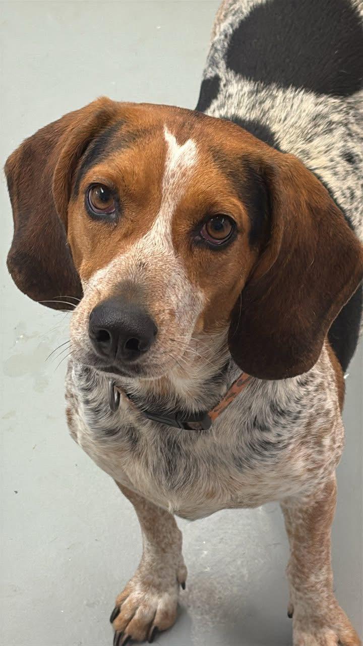 Enlarge Charleigh, a Adoptable mixed breed in Fincastle, VA image 1/1