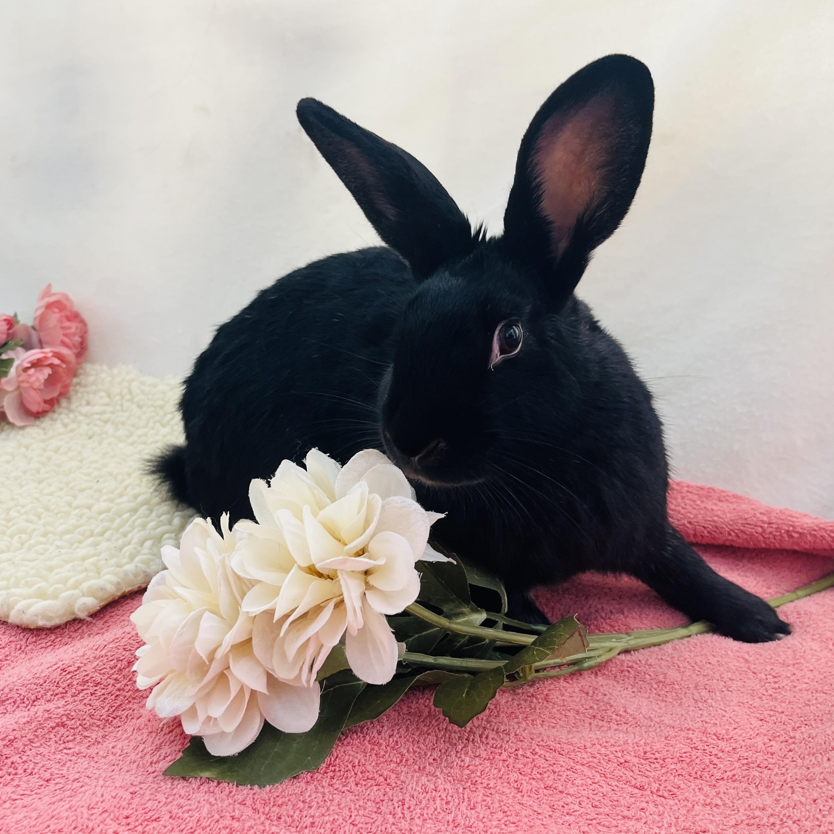 Bon-Bon, a ADOPTABLE American in Oakland, CA image 5/6