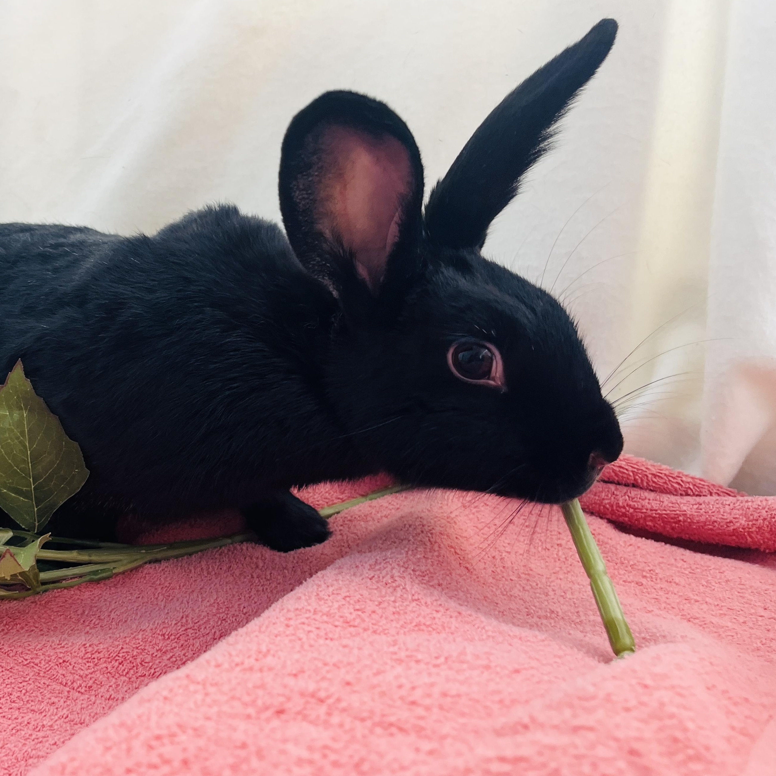 Bon-Bon, ADOPTABLE, Adult Female American.