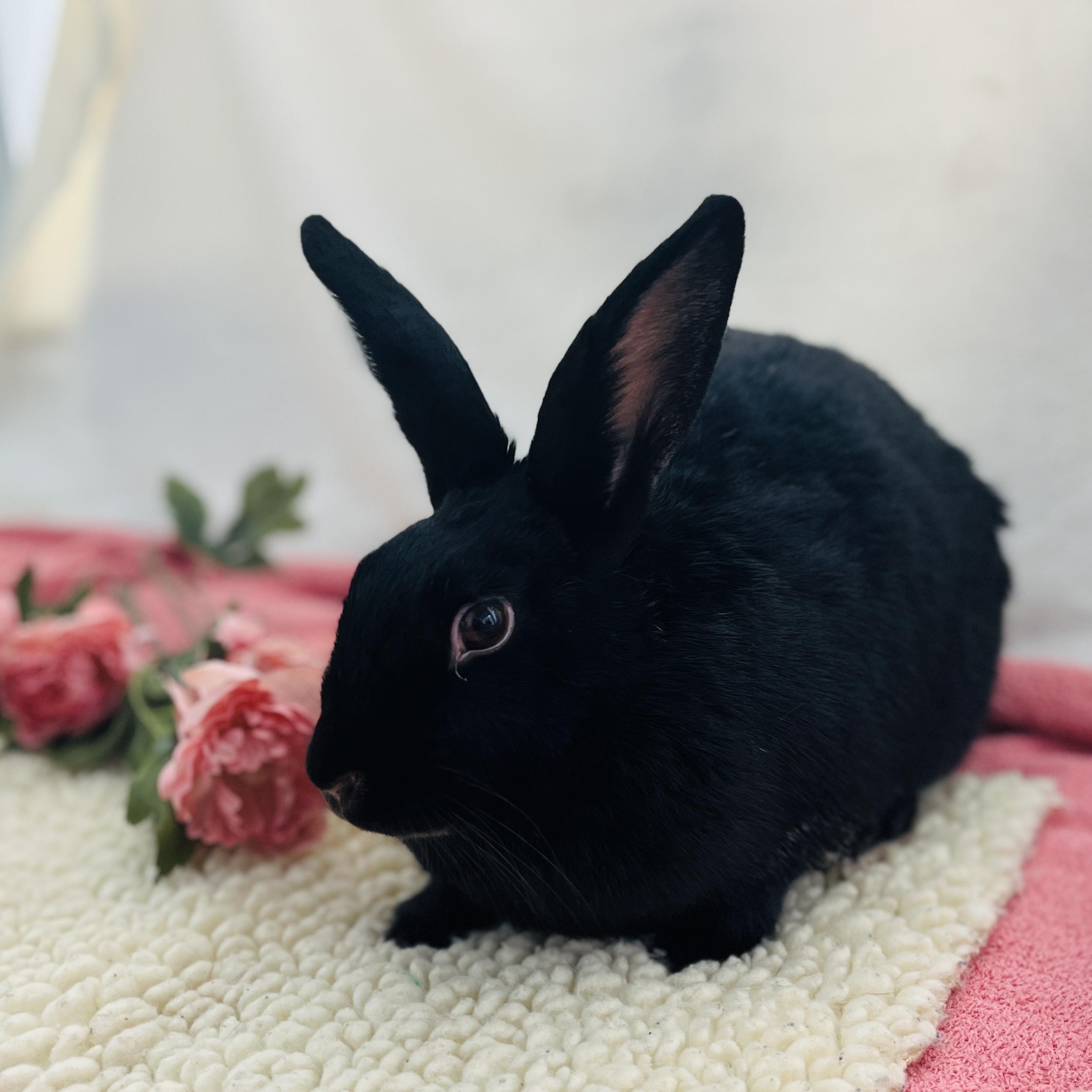 Bon-Bon, a ADOPTABLE American in Oakland, CA image 2/6