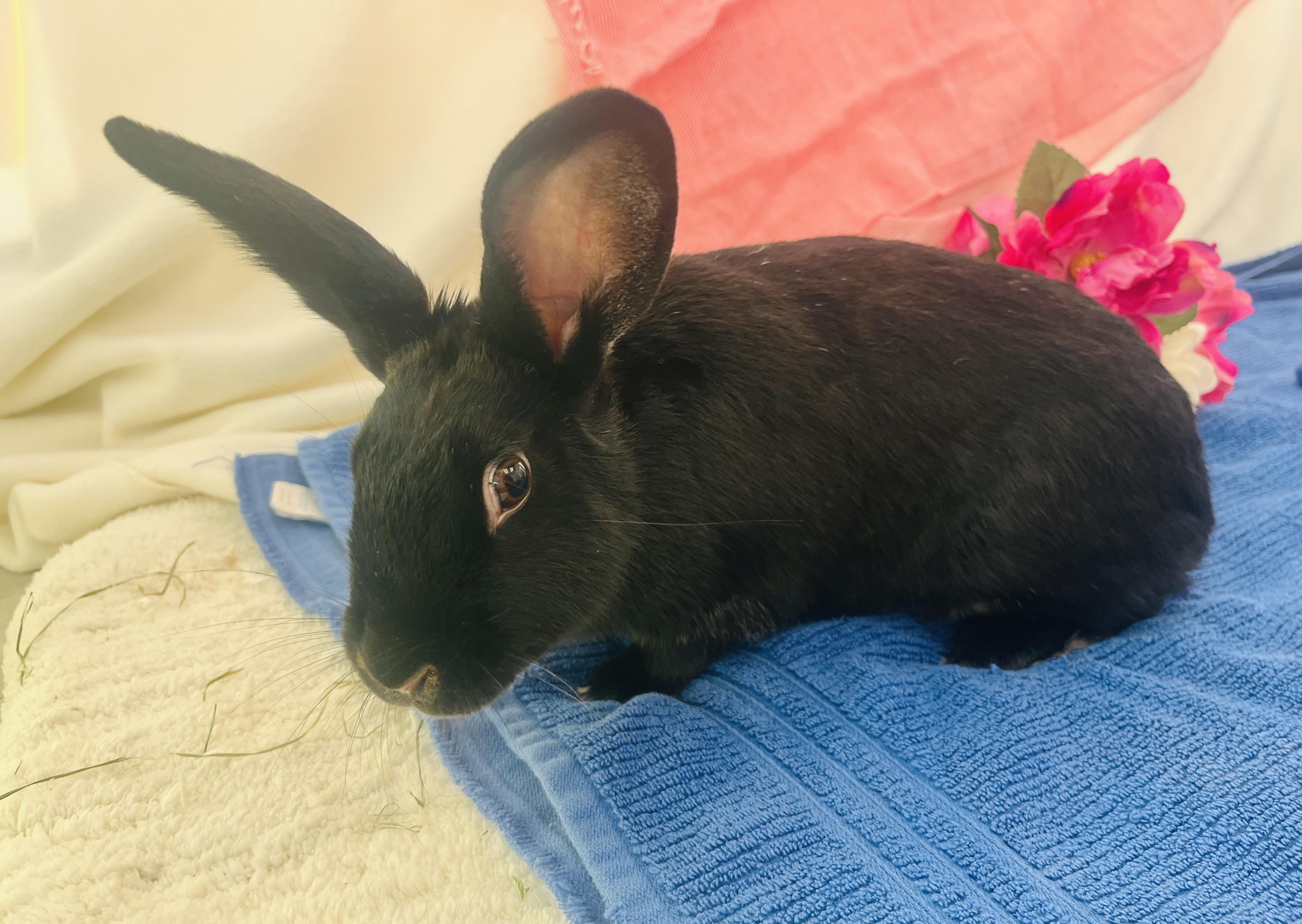 Bon-Bon, a ADOPTABLE American in Oakland, CA image 3/6