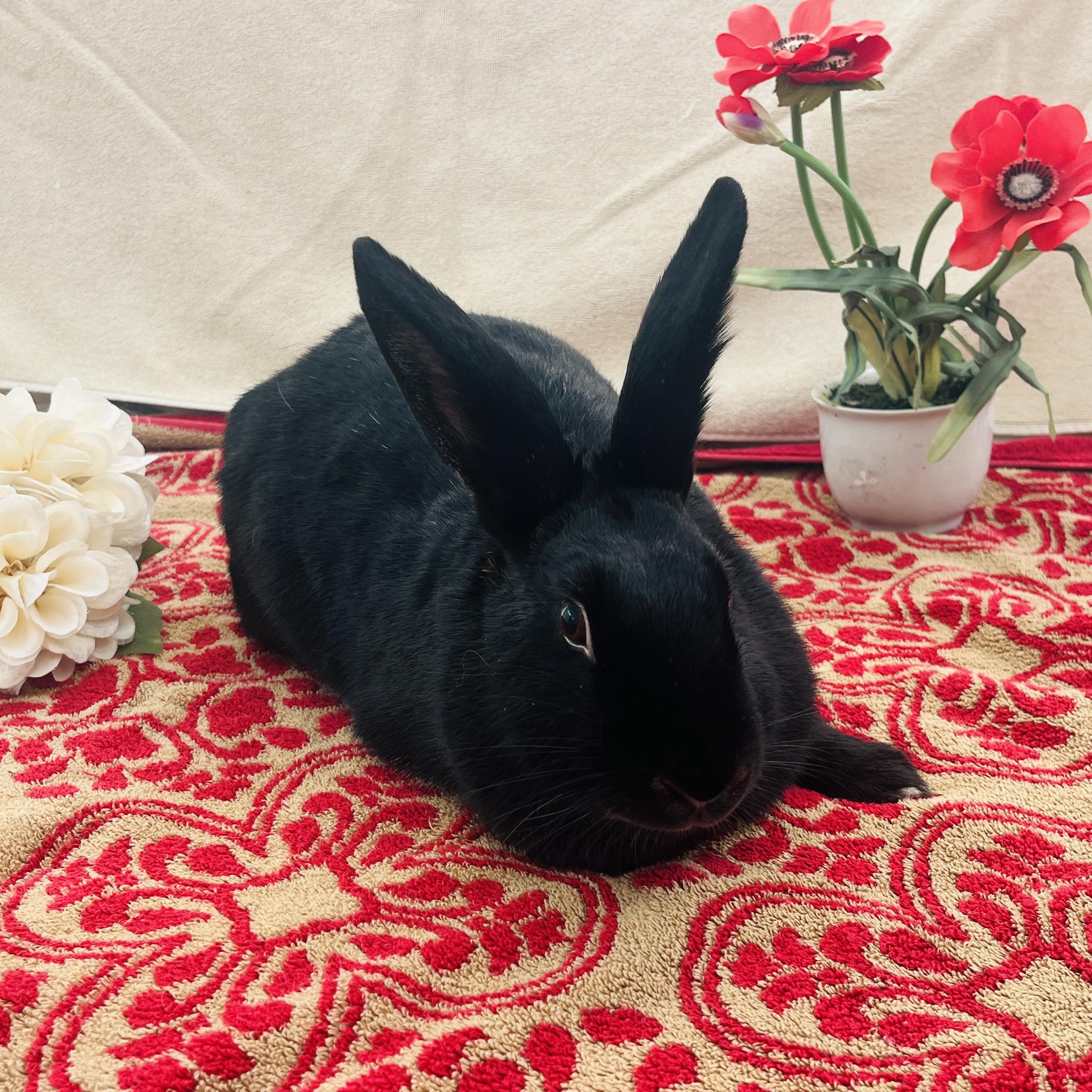 Bon-Bon, a ADOPTABLE American in Oakland, CA image 6/6