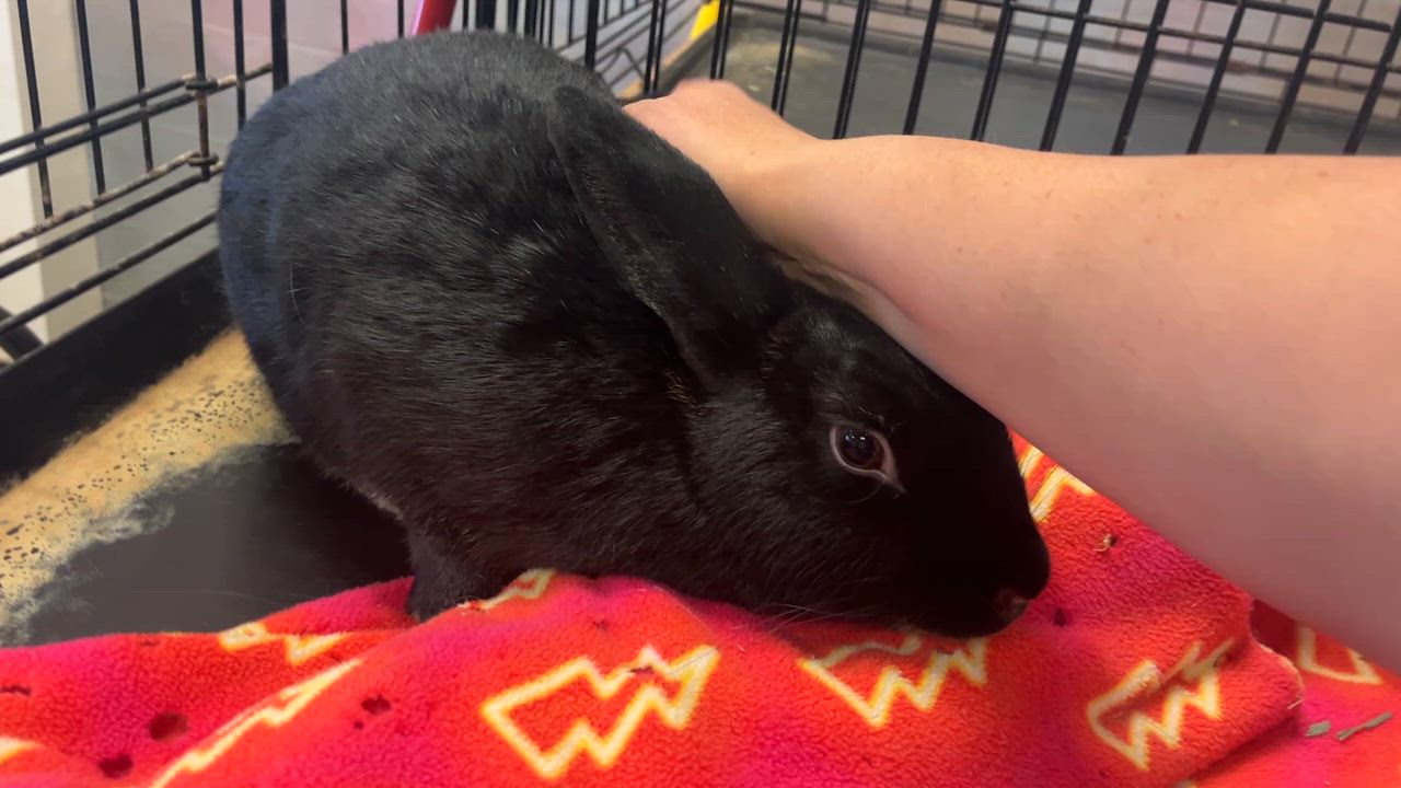 Enlarge Bon-Bon, a ADOPTABLE American in Oakland, CA video 4/6