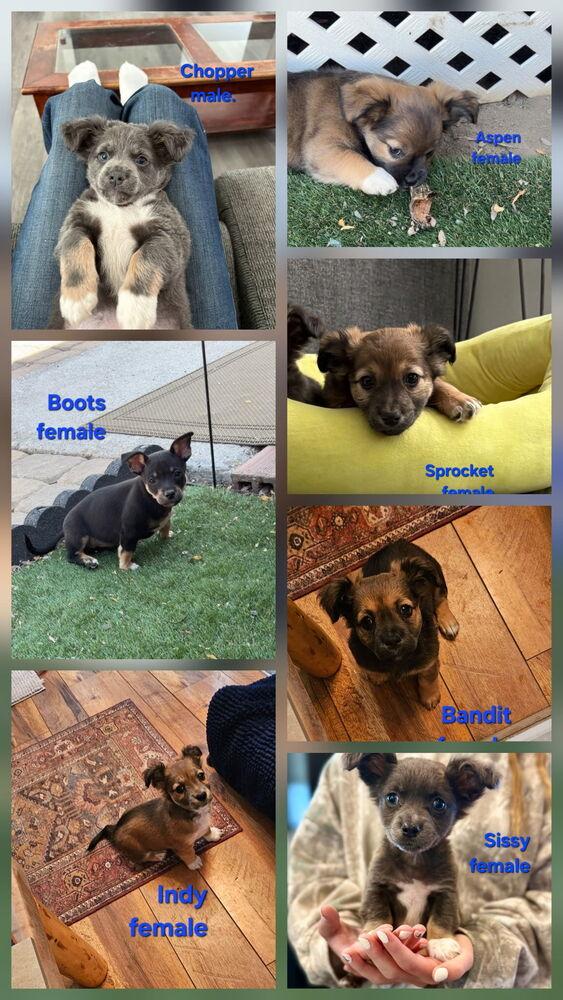 Harley litter, a Adoptable mixed breed in Bend, OR image 1/2