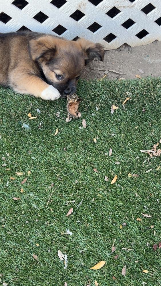 Harley litter, Adoptable, Puppy Female Spaniel & French Bulldog.