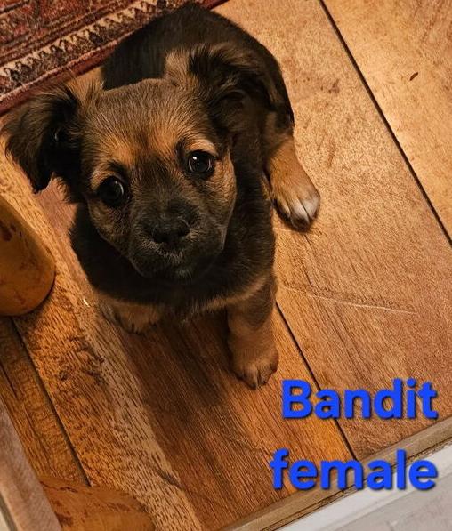 Harley litter, a Adoptable mixed breed in Bend, OR image 2/2