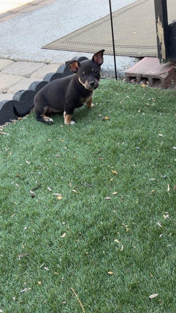 Enlarge Harley litter, a Adoptable mixed breed in Bend, OR image 4/4