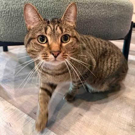 Einstein, Adoptable, Adult Male Domestic Short Hair.