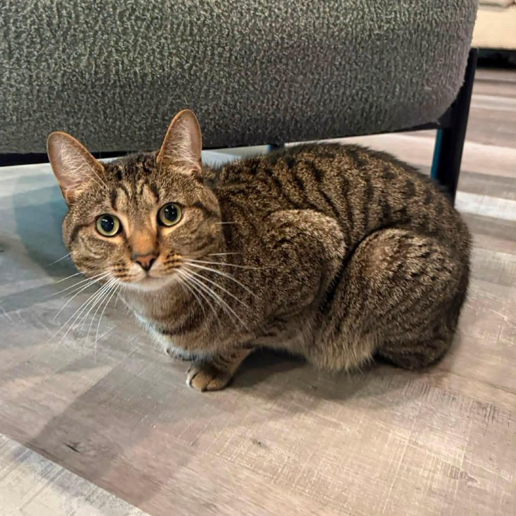 Enlarge Einstein, a Adoptable Domestic Short Hair in Jefferson city, TN image 2/3