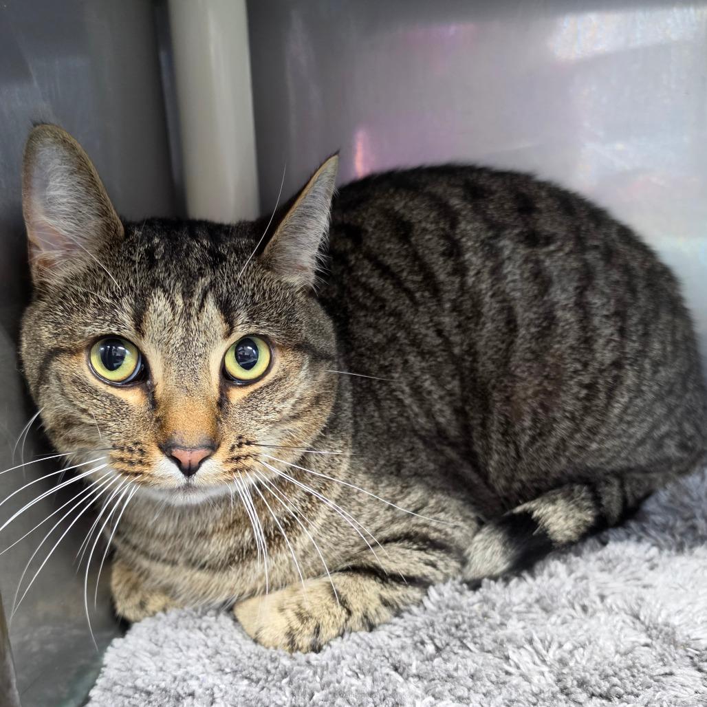 Enlarge Einstein, a Adoptable Domestic Short Hair in Jefferson city, TN image 3/3
