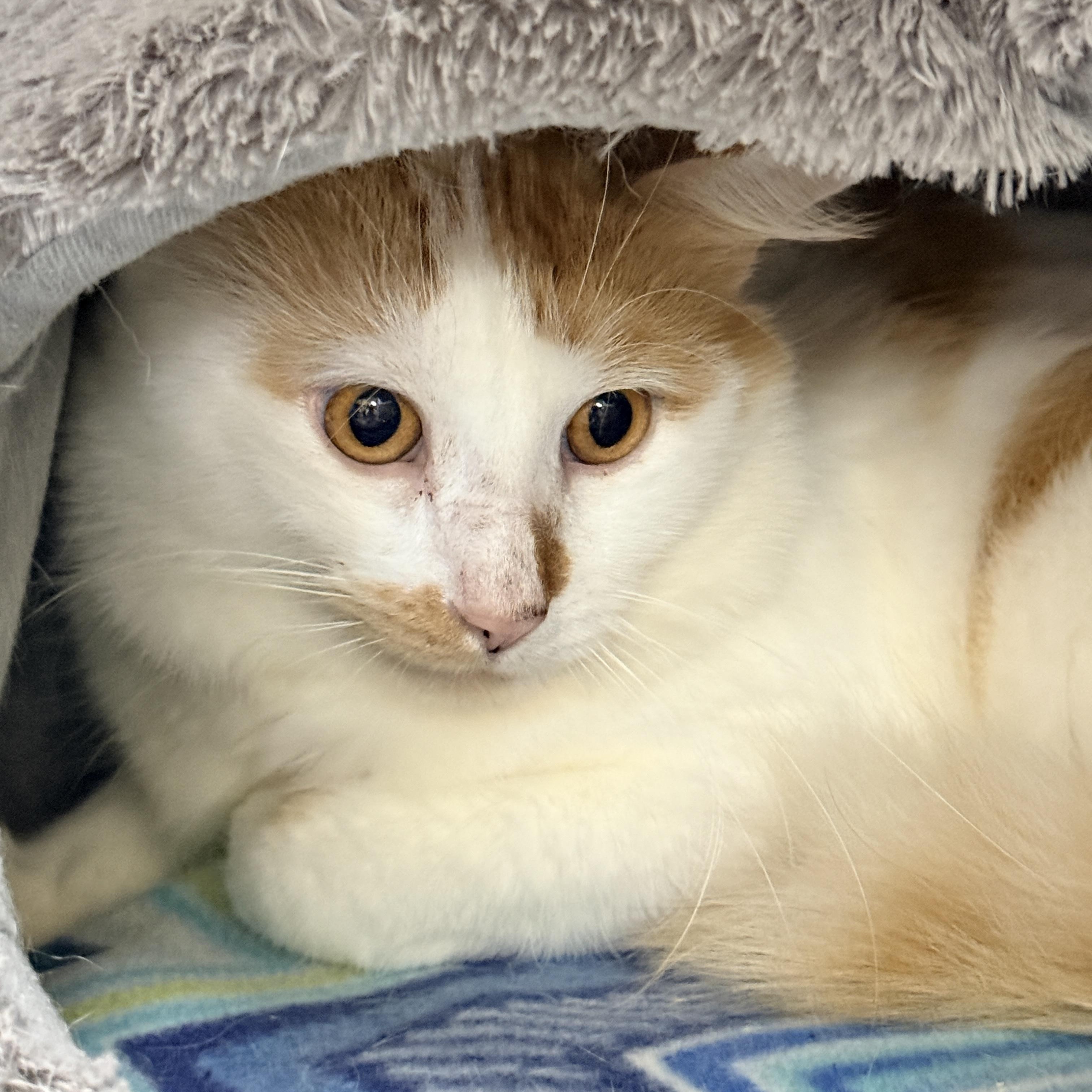 Enlarge Spork, a Adoptable Domestic Medium Hair in Collierville, TN image 3/3