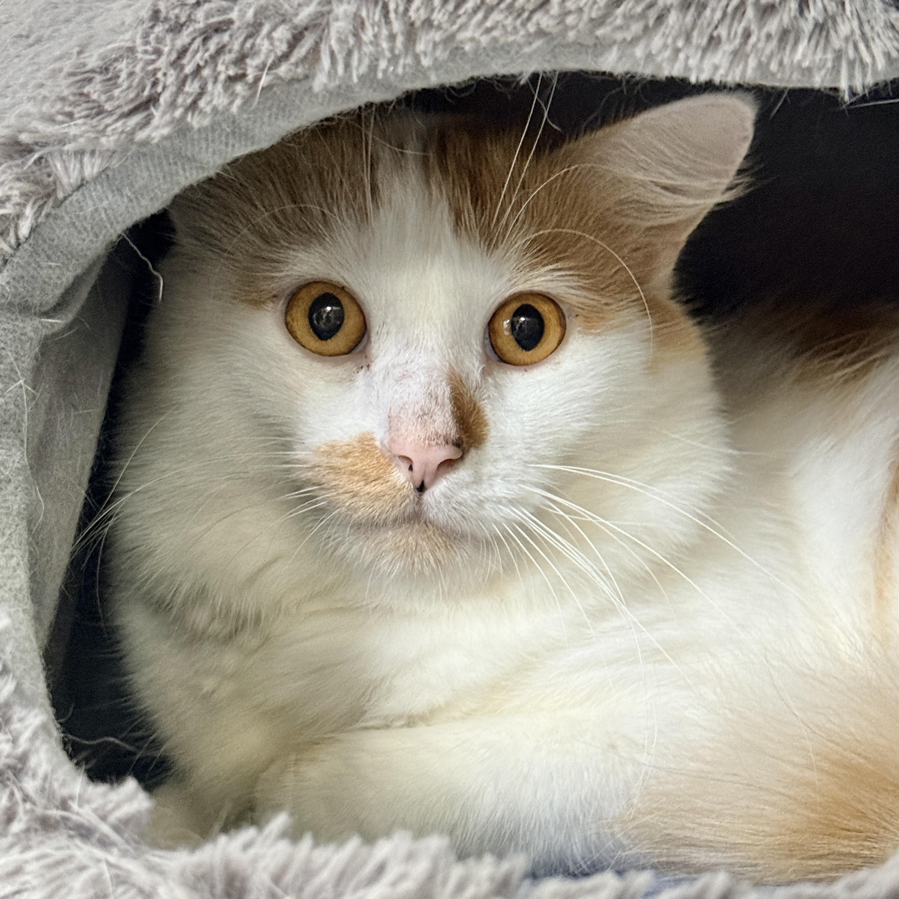 Enlarge Spork, a Adoptable Domestic Medium Hair in Collierville, TN image 1/3