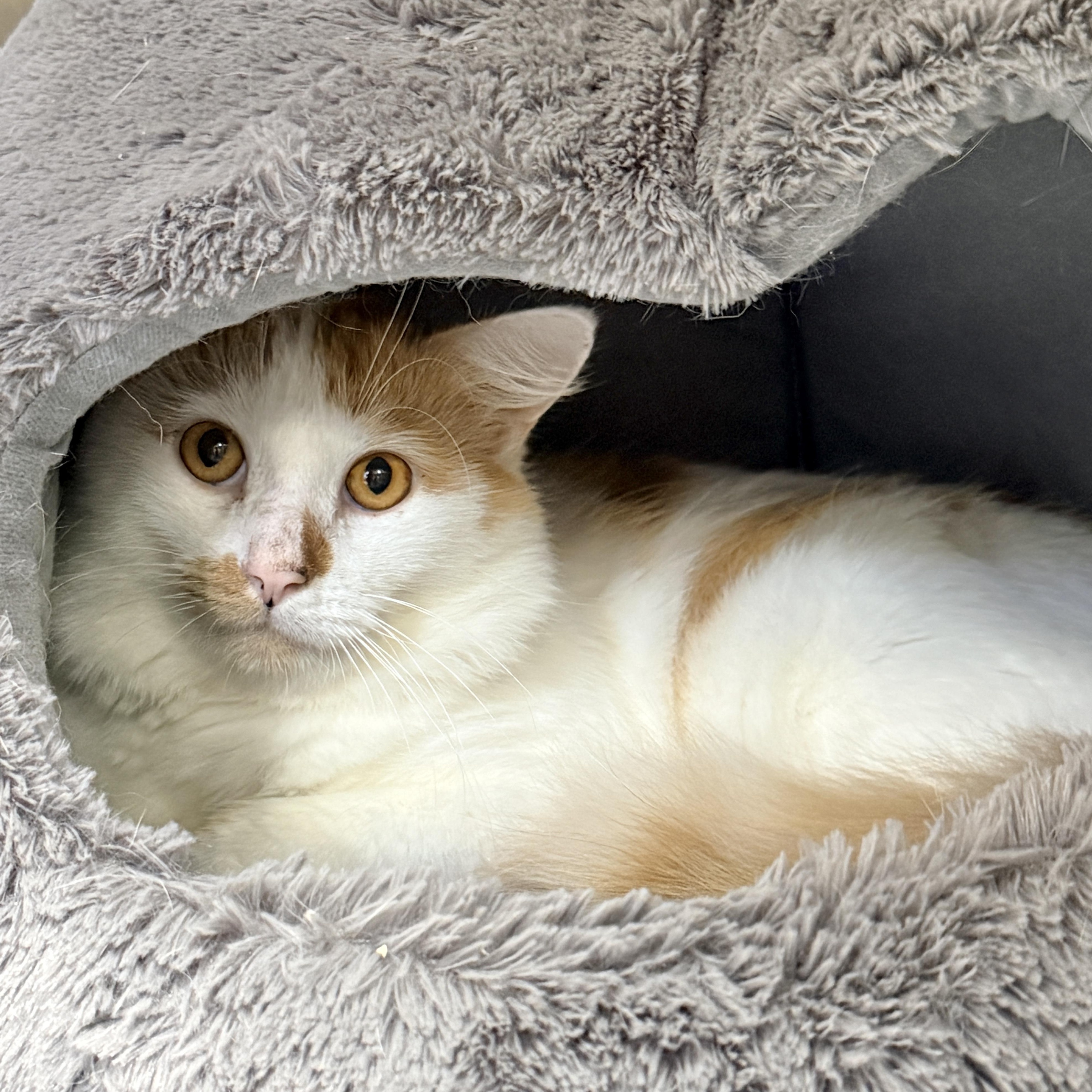 Enlarge Spork, a Adoptable Domestic Medium Hair in Collierville, TN image 2/3