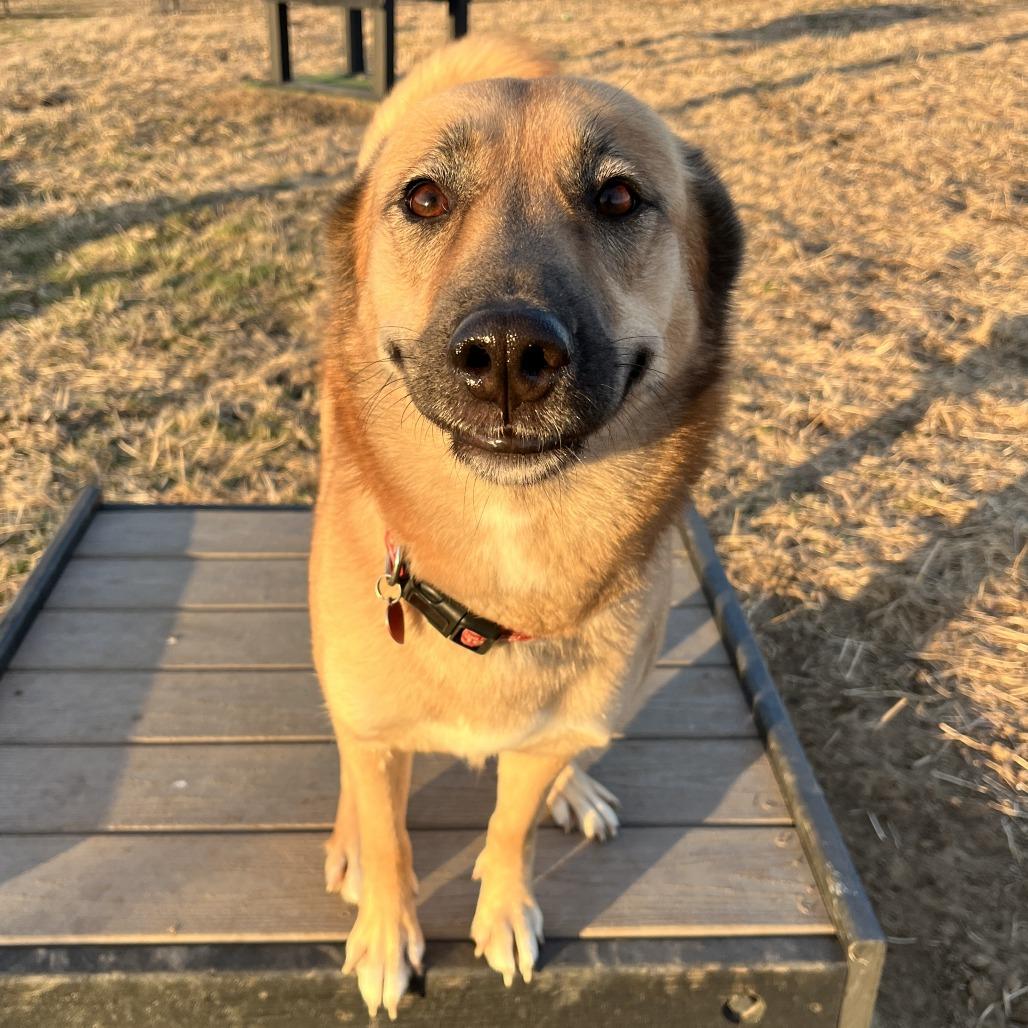 Honey, a Adoptable German Shepherd Dog in Nowata, OK image 1/6