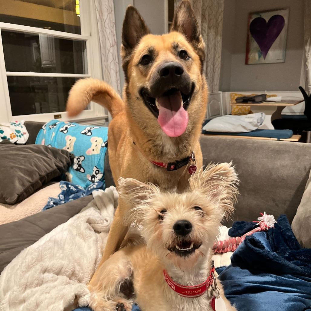 Honey, a Adoptable German Shepherd Dog in Nowata, OK image 2/6