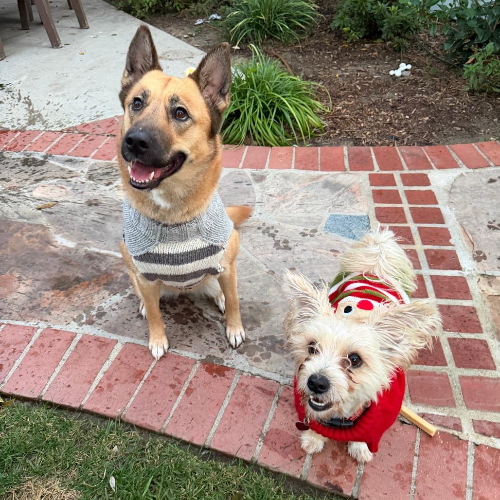 Honey, a Adoptable German Shepherd Dog in Nowata, OK image 3/6