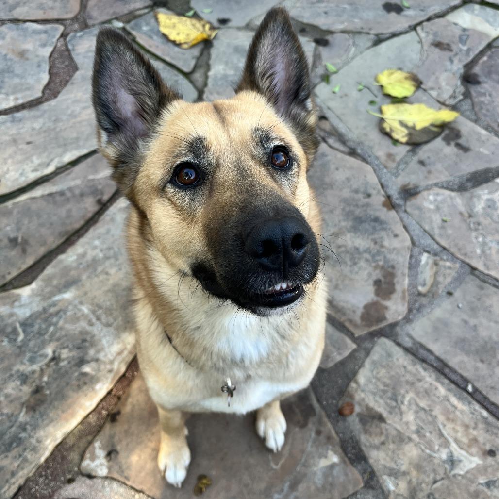 Honey, a Adoptable German Shepherd Dog in Nowata, OK image 4/6
