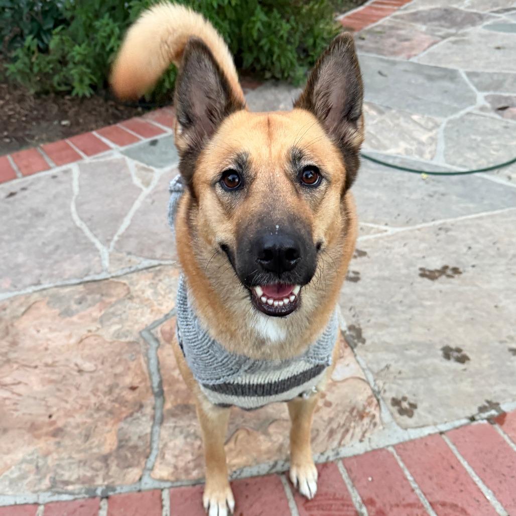 Honey, a Adoptable German Shepherd Dog in Nowata, OK image 5/6