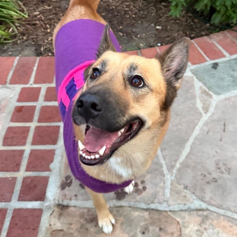 Honey, a Adoptable German Shepherd Dog in Nowata, OK image 6/6