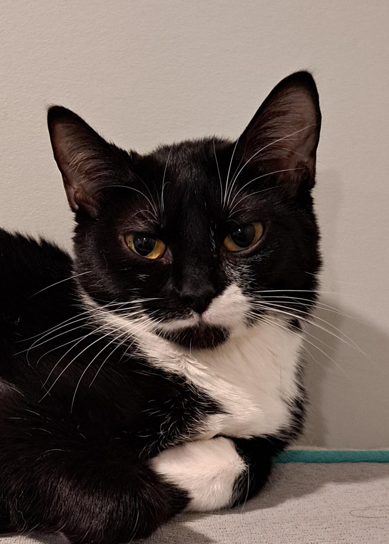 Pawpy 7 mos, a ADOPTABLE Tuxedo in London, ON image 3/4