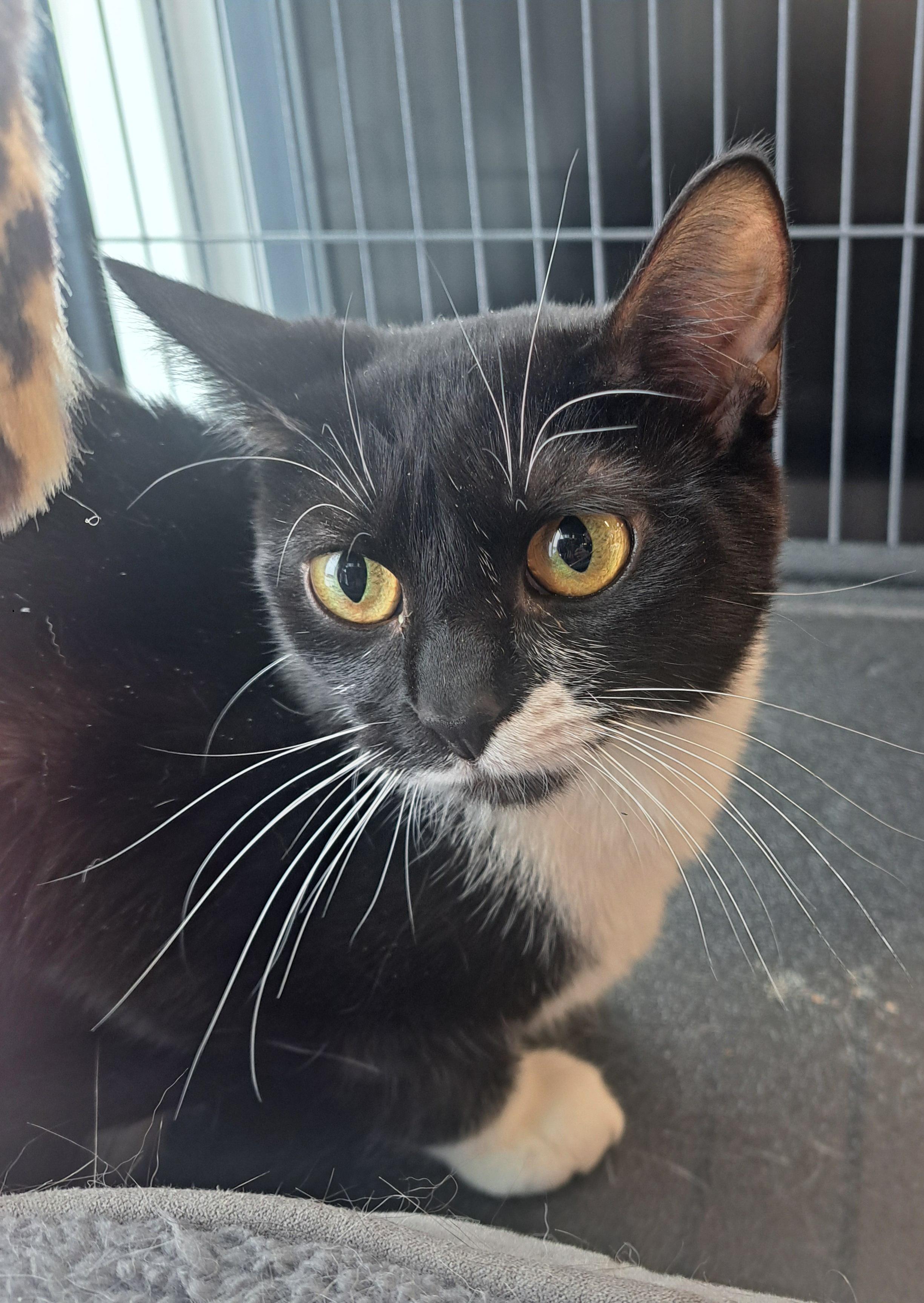 Pawpy 7 mos, a ADOPTABLE Tuxedo in London, ON image 2/4