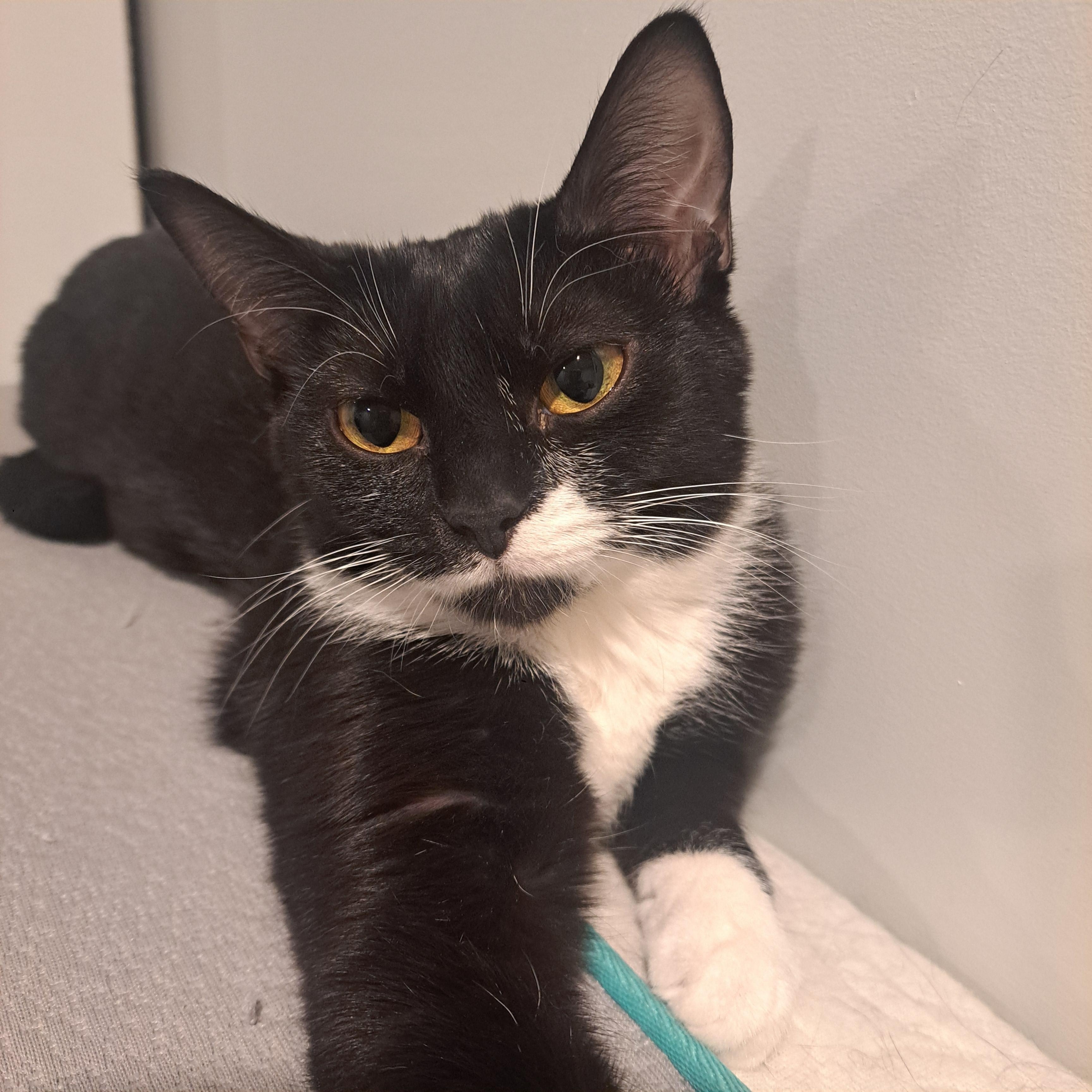 Pawpy 7 mos, a ADOPTABLE Tuxedo in London, ON image 1/4