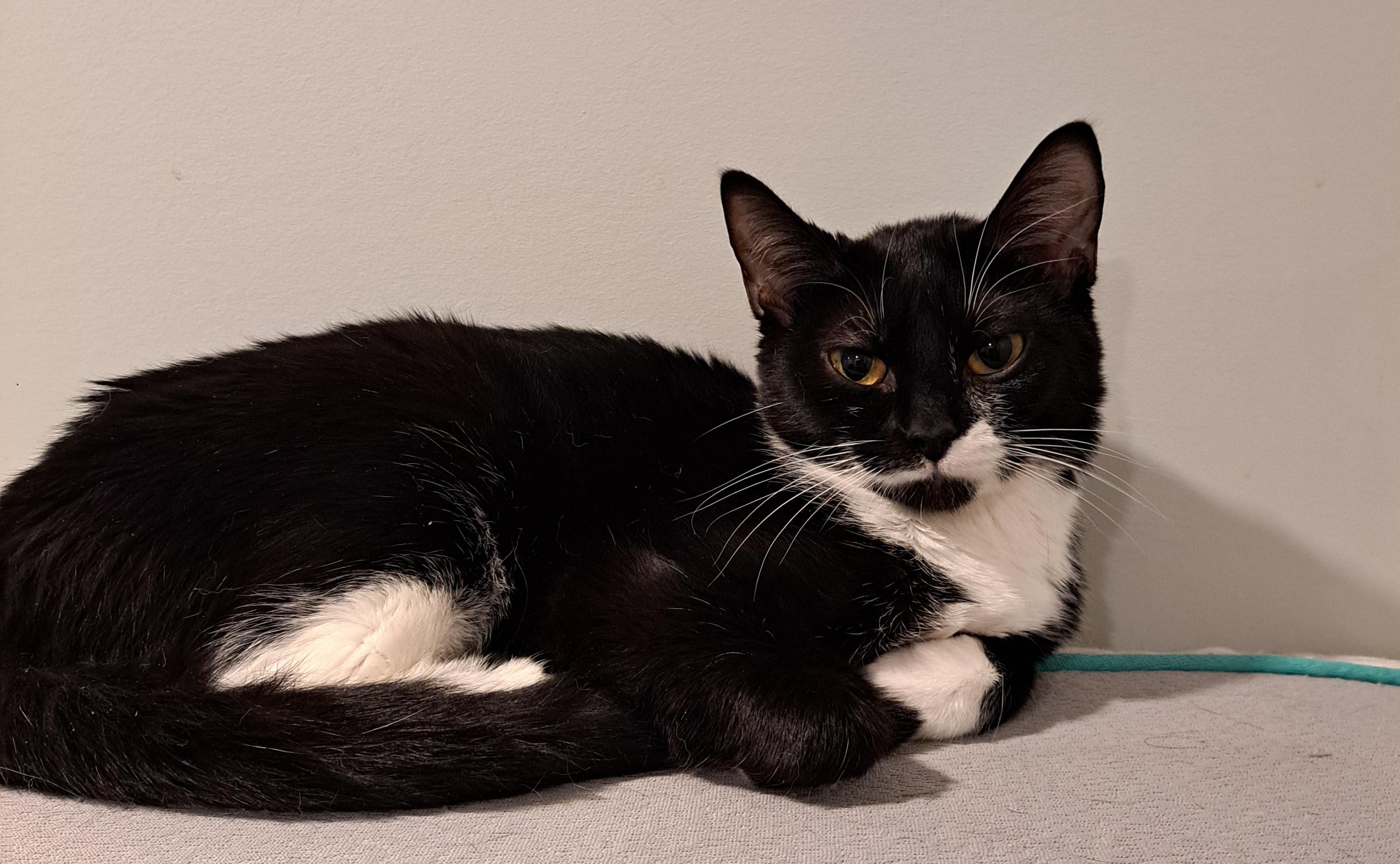 Pawpy 7 mos, a ADOPTABLE Tuxedo in London, ON image 4/4